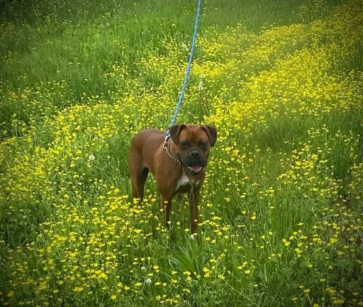 Cooper, Age 1.5