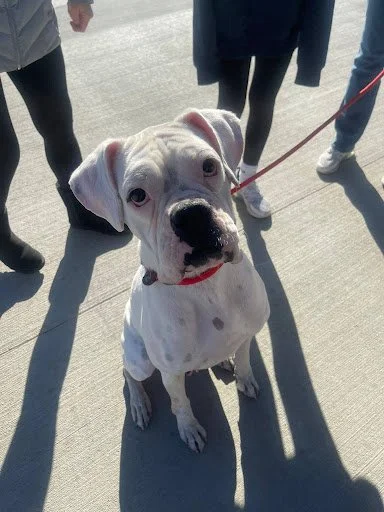 Opal, Age 2.5