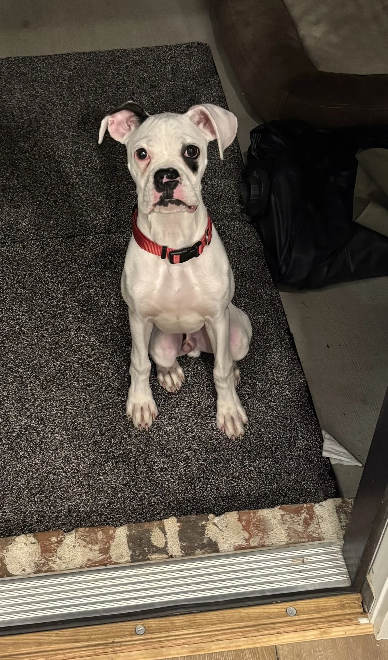 Pongo, Age 6 Months