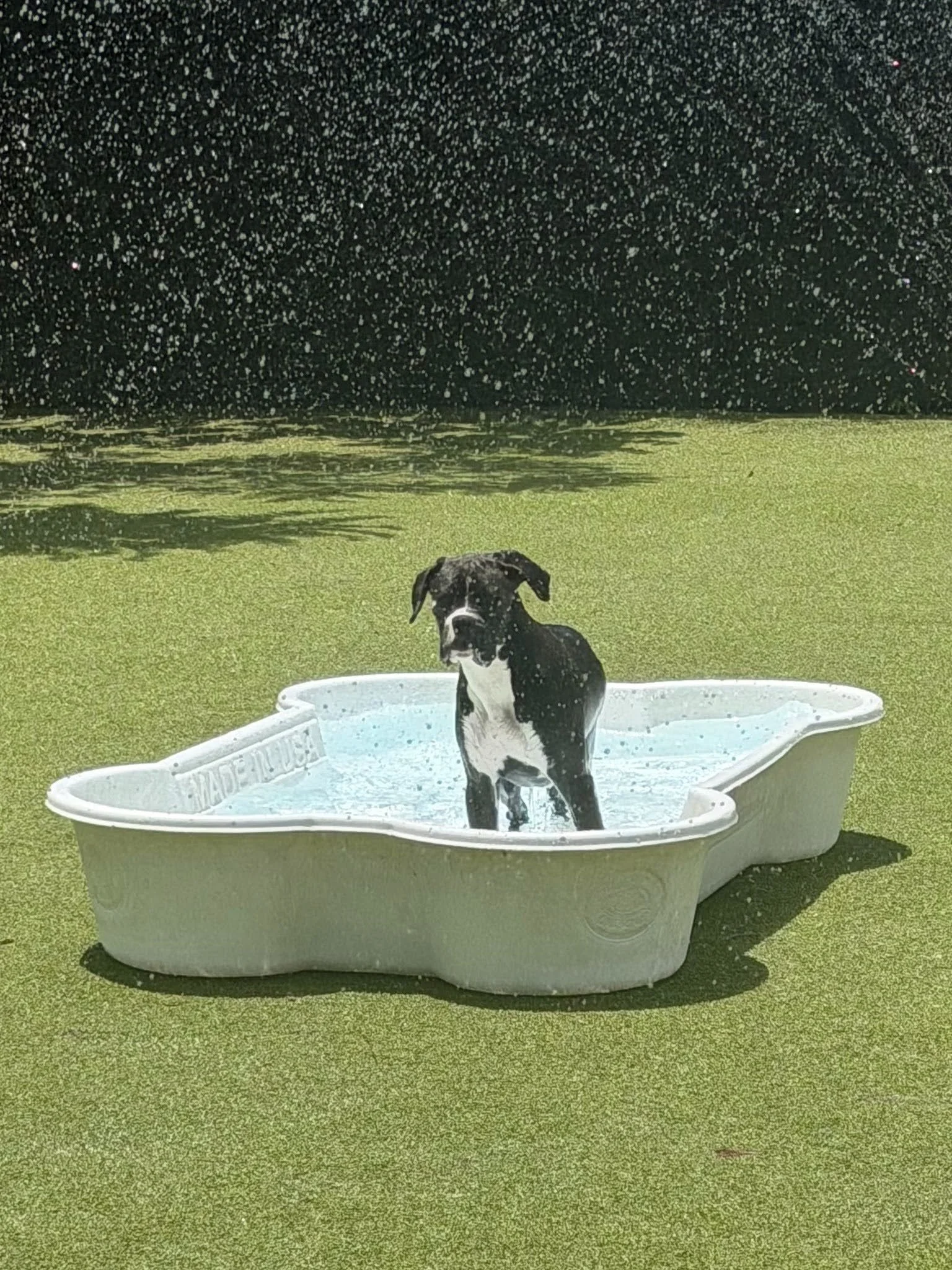 Hoss, Age 6 Months