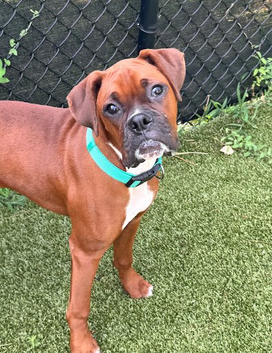 Bodie, Age 7 Months