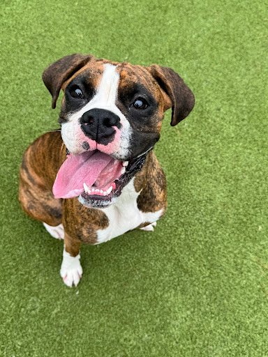 Daisy, Age 1
