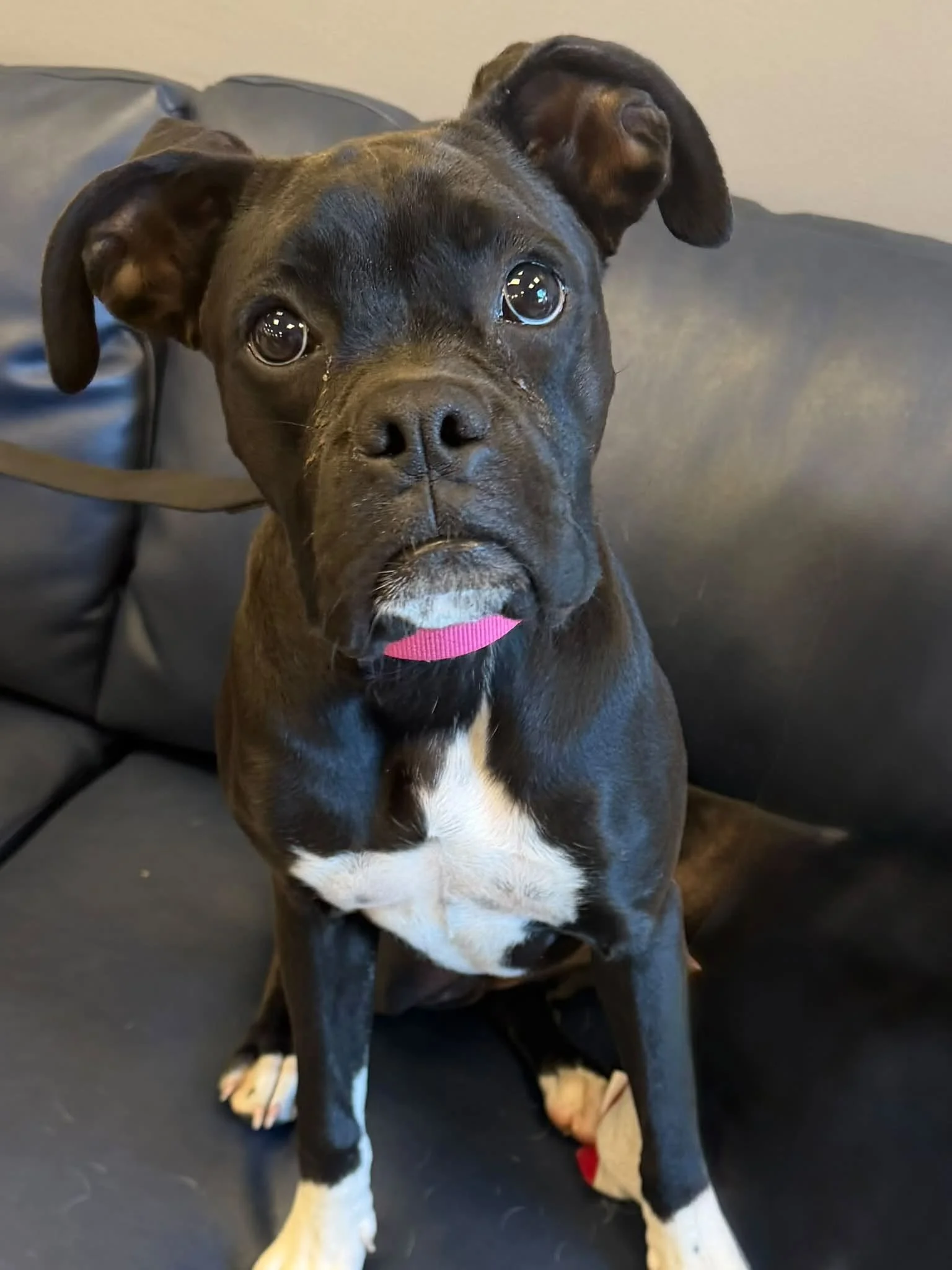 Pepper, Age 6 Months