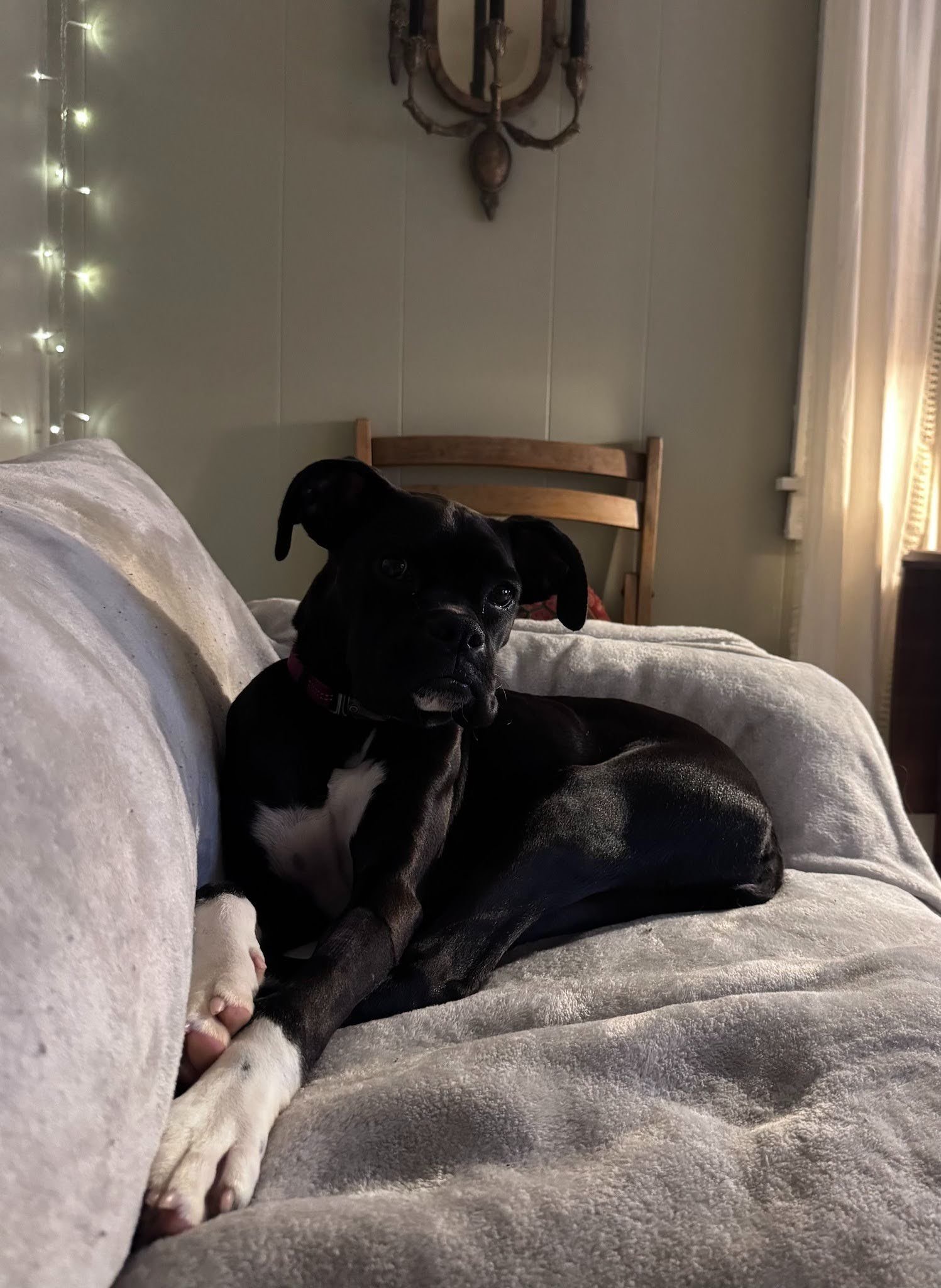 Pepper, Age 6 Months