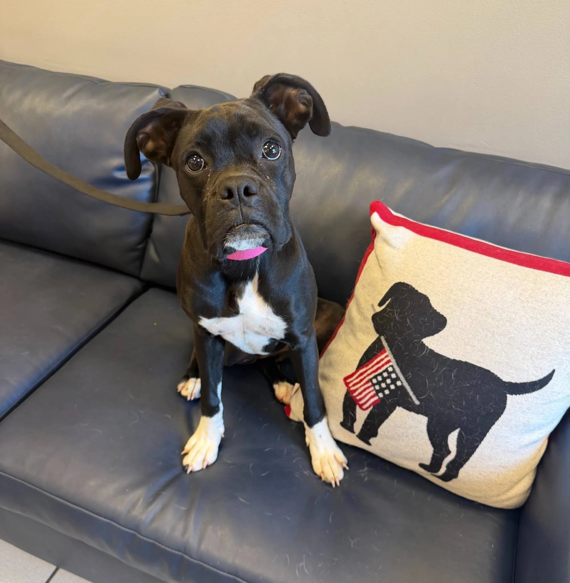 Pepper, Age 6 Months