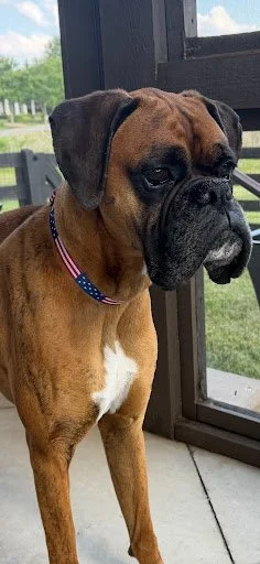 Buddy, Age 4