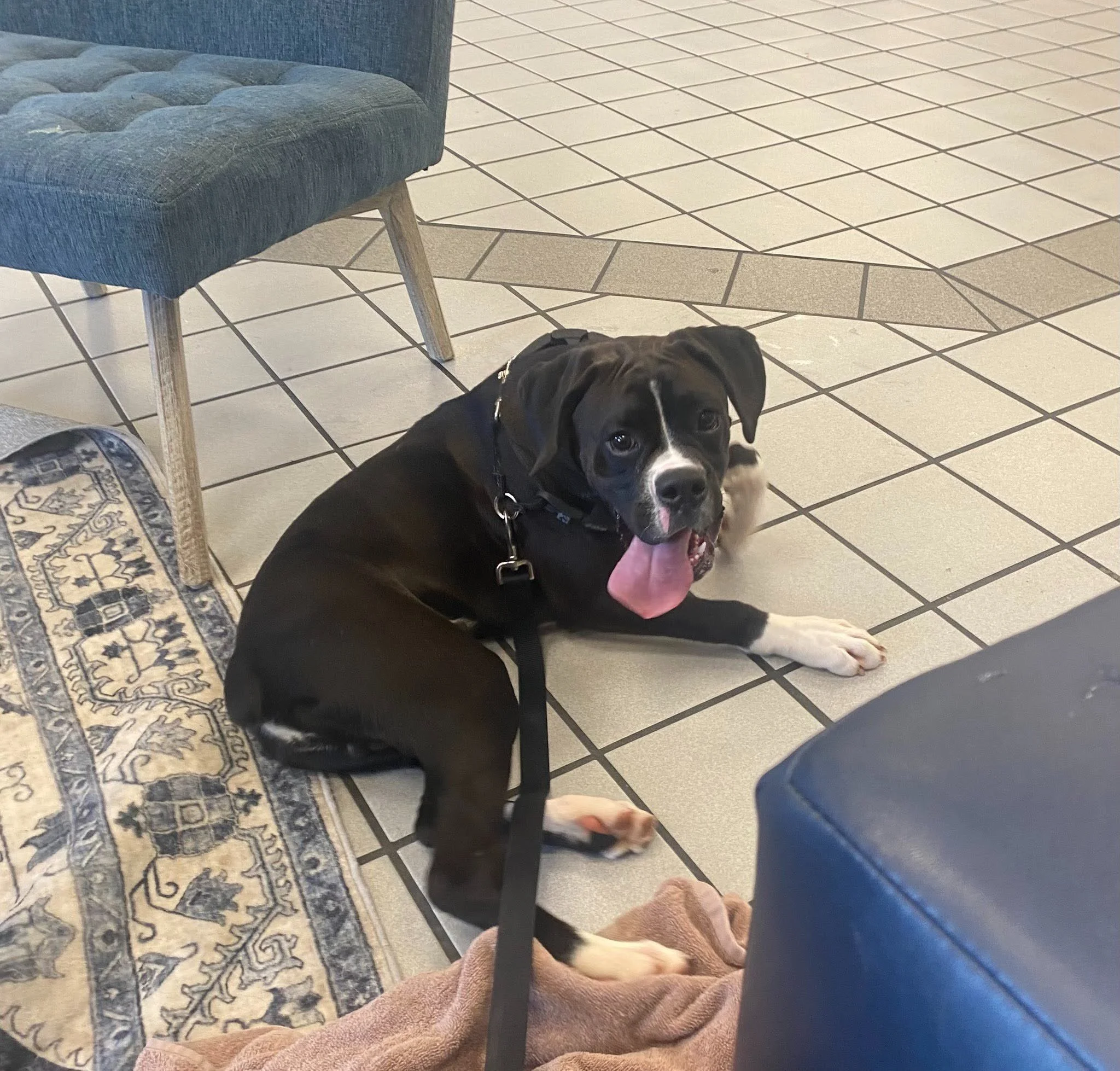 Hoss, Age 6 Months