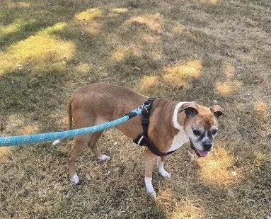 Sadie Mae, Age 12