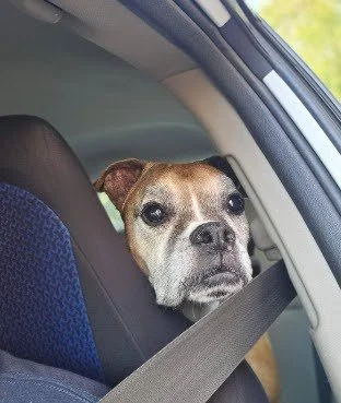 Sadie Mae, Age 12