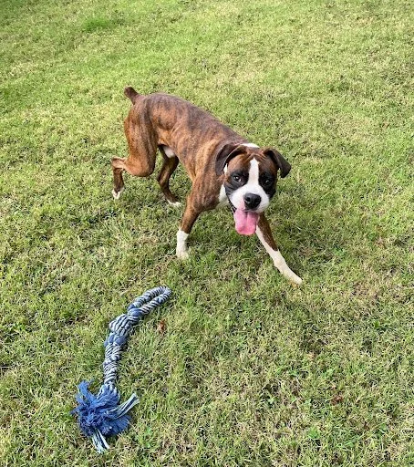 Nemo, Age 1.5 Years