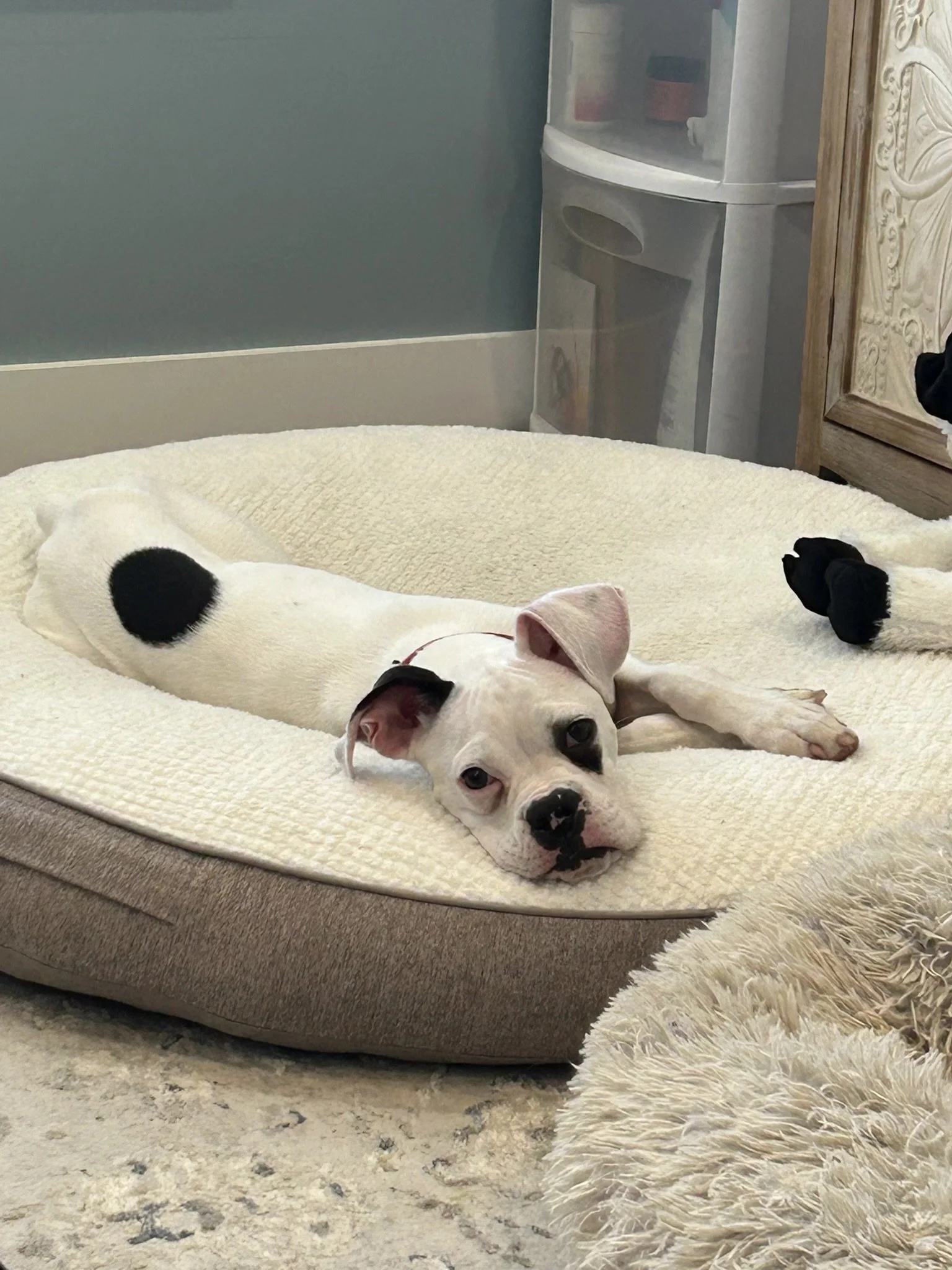 Pongo, Age 6 Months