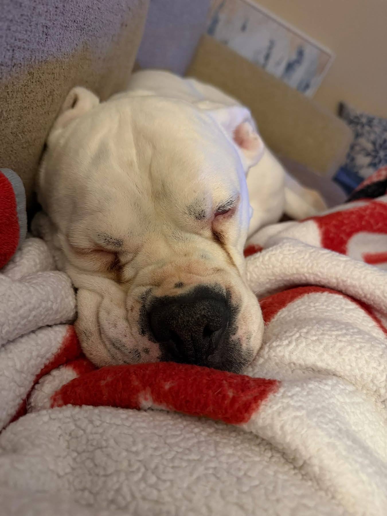 Zeus, Age 4.5