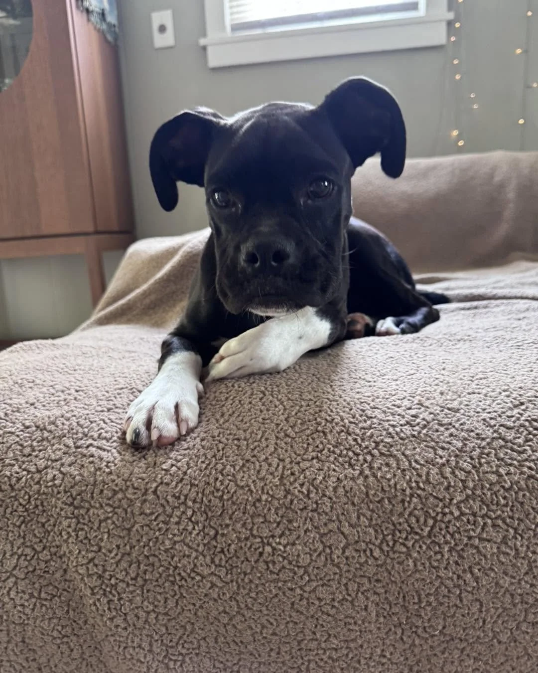 Pepper, Age 6 Months