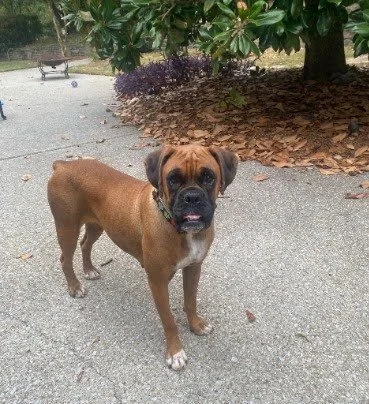 Frankie, Age 2