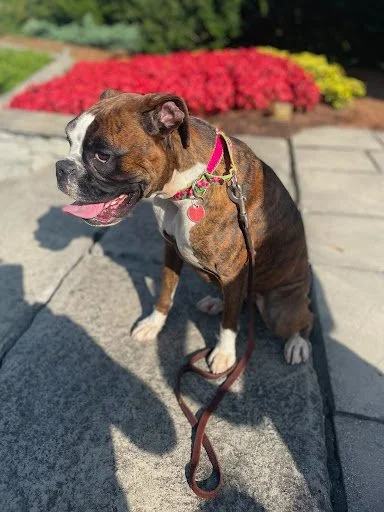 Molly, Age 2