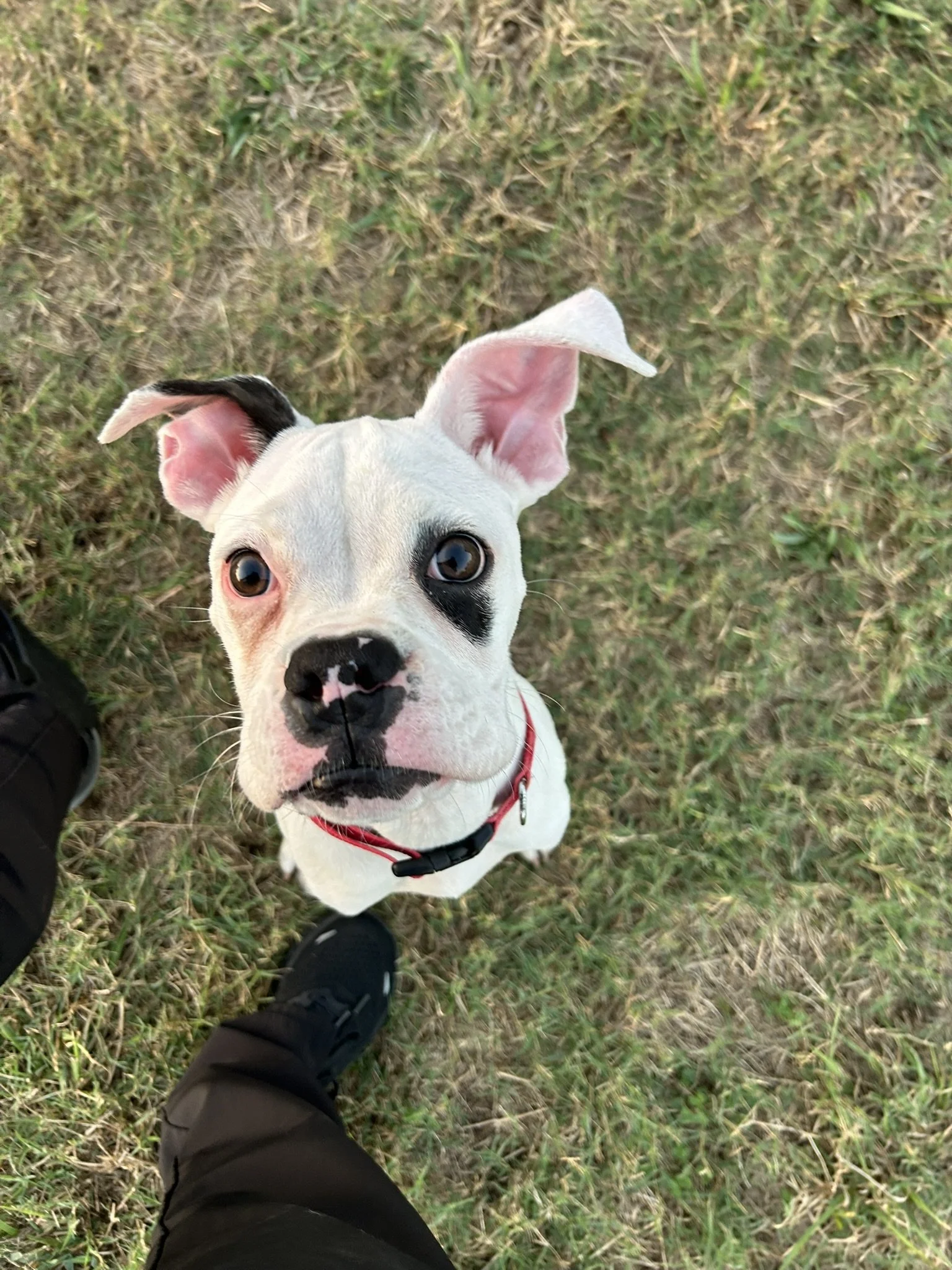 Pongo, Age 6 Months