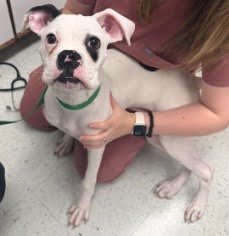 Pongo, Age 6 Months
