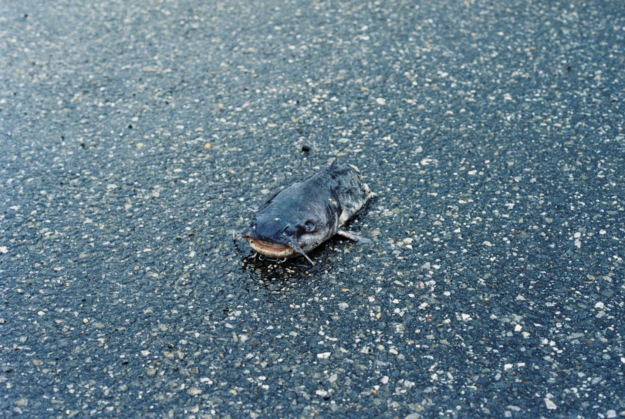 Happy Friday Everyone! Say hello to our new mascot: the catfish head an eagle dropped at the foot of our driveway! We love spring in Maine. Photo credits to: @tj.collins_23