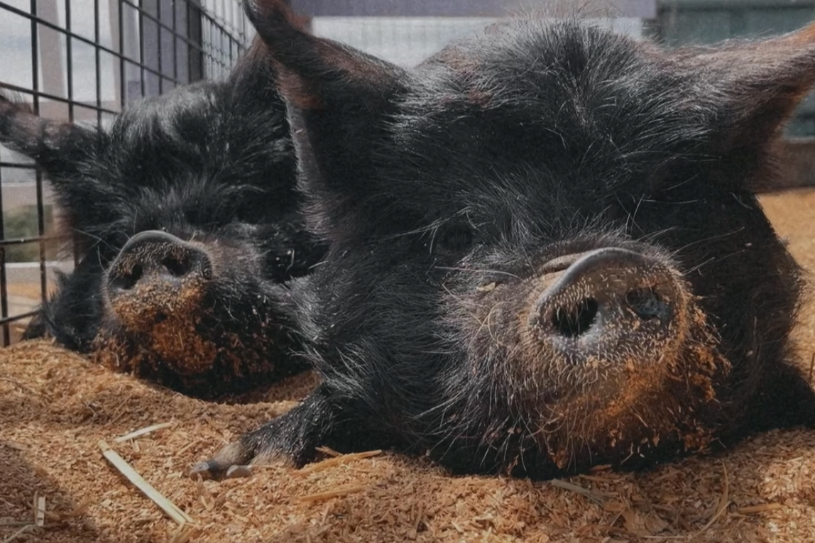 Free Event for the Cancer Community - Saturday, March 21, 2026