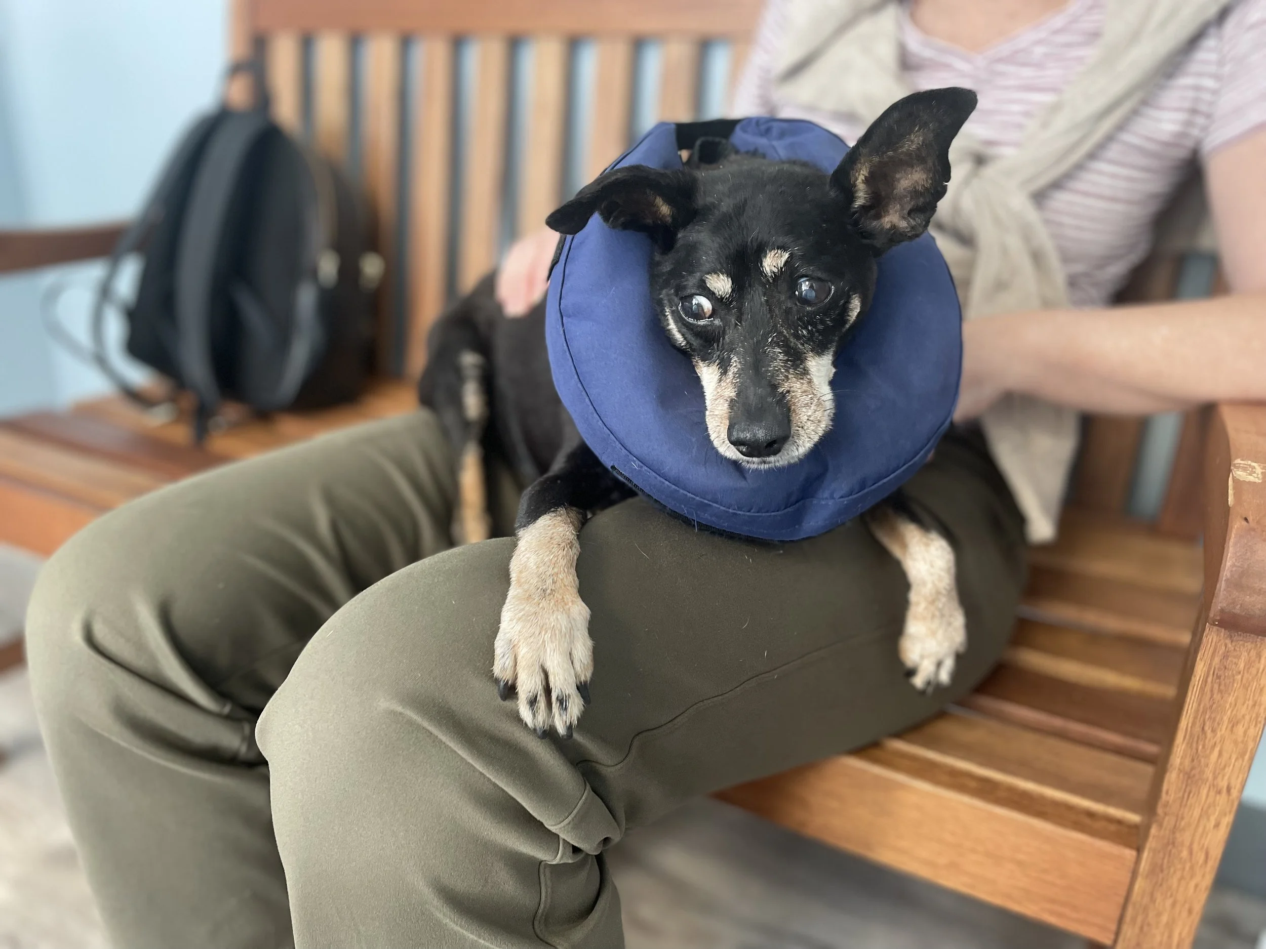 Integrative Pain Management for Pets