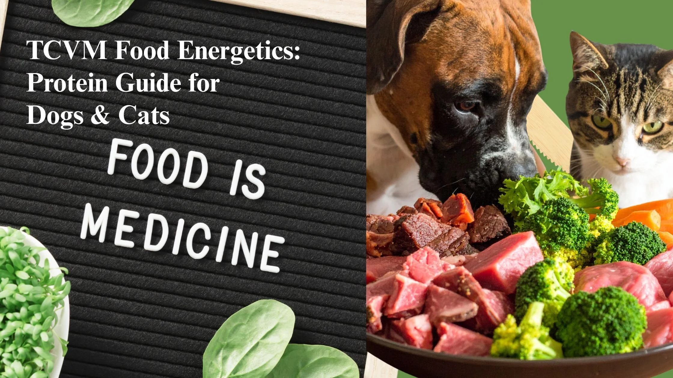 TCVM Food Energetics: Protein Guide for Dogs & Cats
