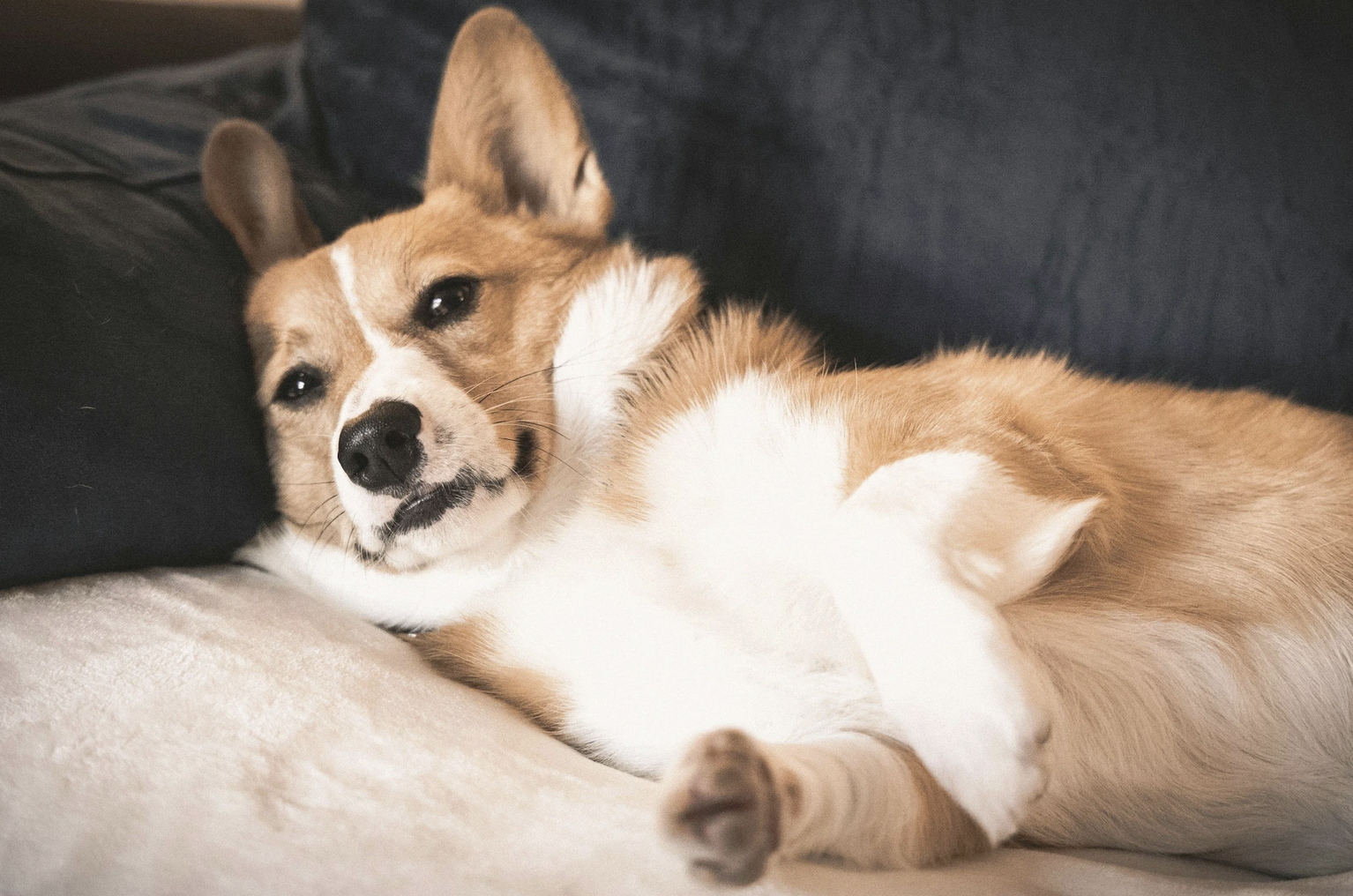 How Integrative Medicine Helped a Limping Dog Run Again