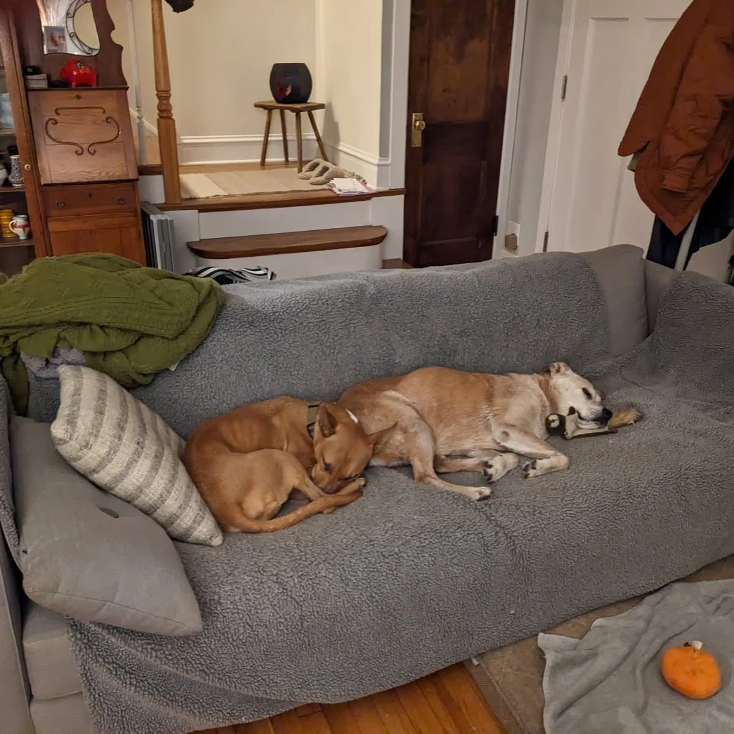 Our little lions are enjoying a sleep and a lounge on a cold day. All cozy together. 

Wimoway 🎶 wimoway 💤😁

Our sweet patients, Freya and Elektra, are living their best lives ❤️ Freya gives us her best teefs pose too!

#glenviewil #dogtor #chicag