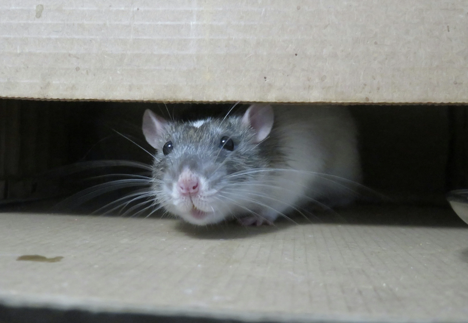 Winter Rat Poison Dangers