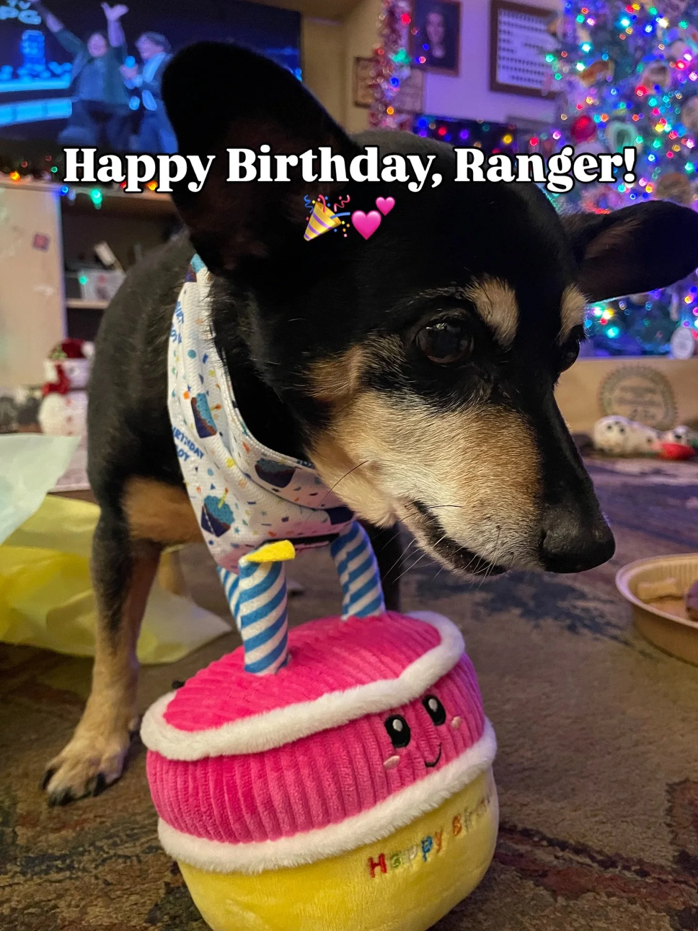 Happy 16th Birthday, Ranger Mall. 🎂

Sixteen years of wisdom.
Sixteen years of loyalty.
Sixteen years of that silver muzzle we all adore.

Senior dogs hold stories in their eyes.
They move a little slower.
They love a little deeper.

Ranger is one o