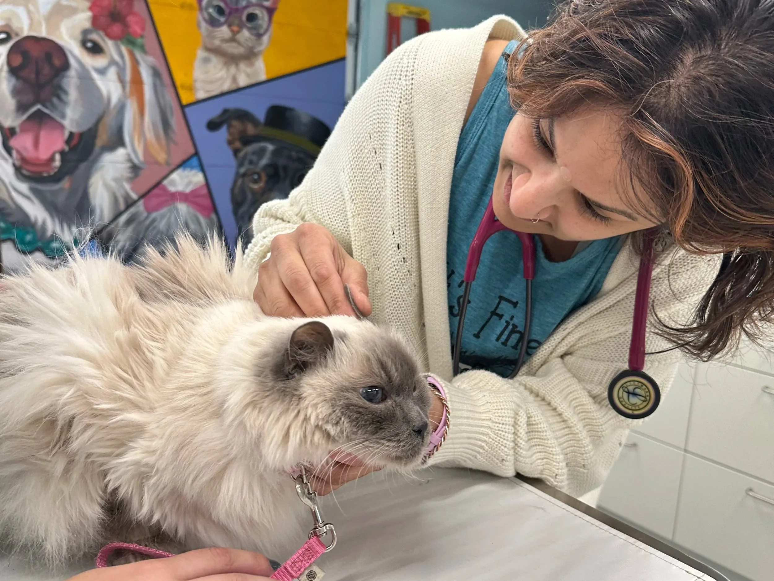 Why I Practice Integrative Veterinary Medicine