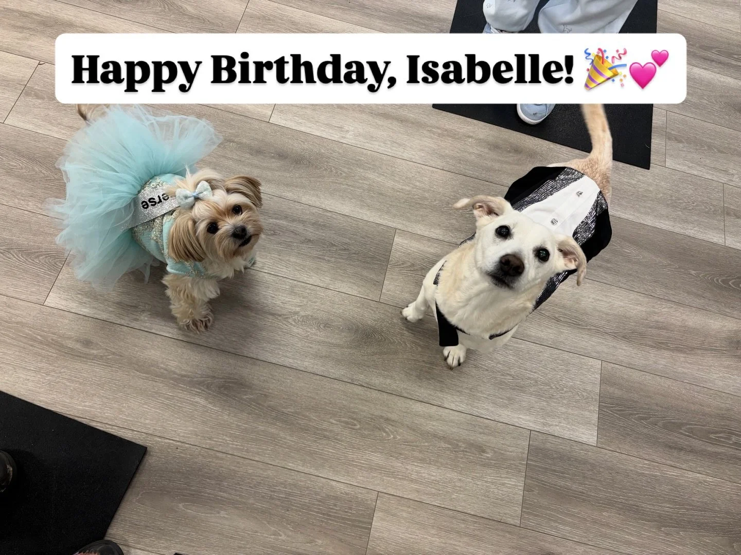 Isabelle came in for laser treatment on her birthday.
She turned 7.

She showed up in her Miss Universe gown.
Perfect timing. Todd just happened to be wearing a tuxedo.

Laser care. Birthday style. Zero notes.
Happy Birthday, sweet Isabelle.

#veteri