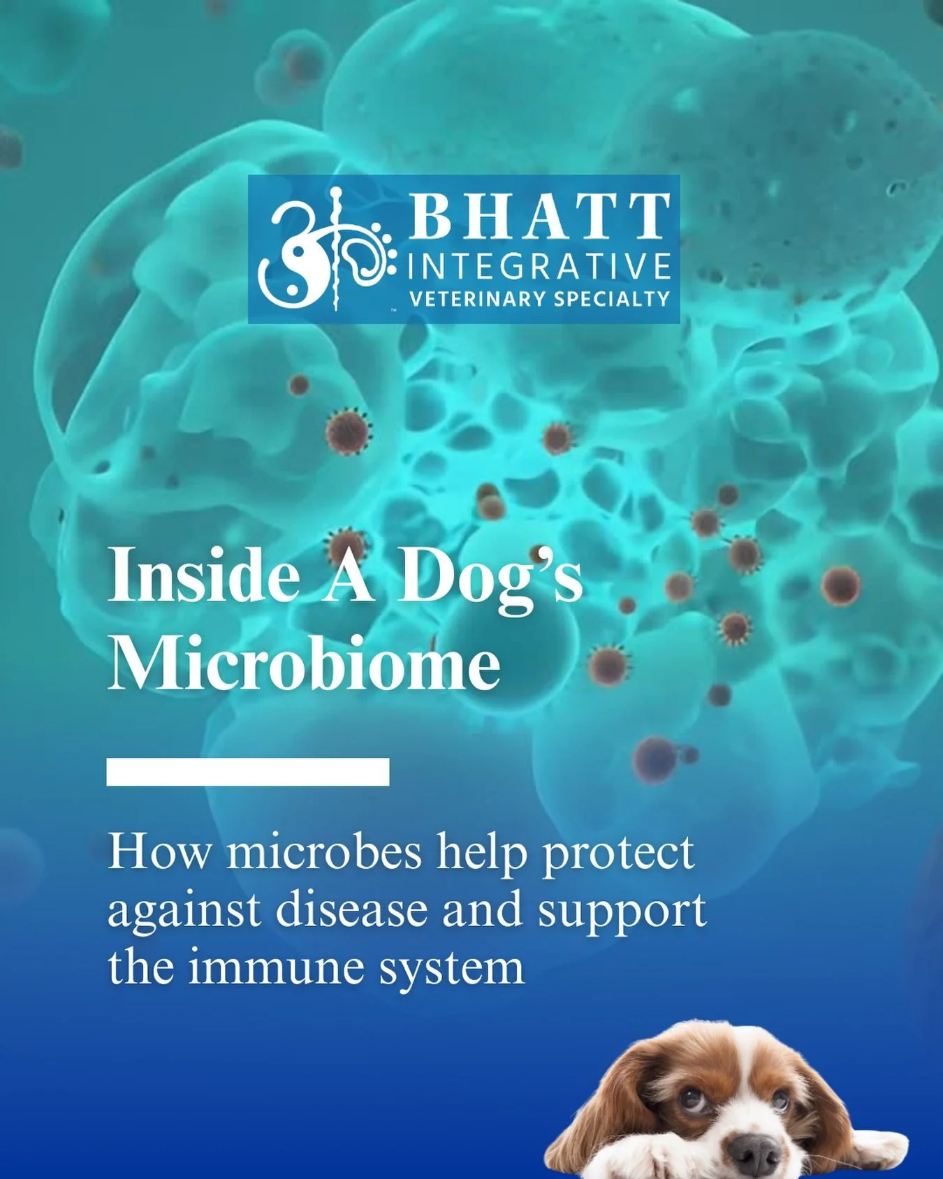 Want to understand why your dog may have loose stool, changes in bowel frequency, increased scratching, or subtle shifts in mood or overall health?

One important factor to consider is the gut microbiome.

Many pet parents understandably focus on sur