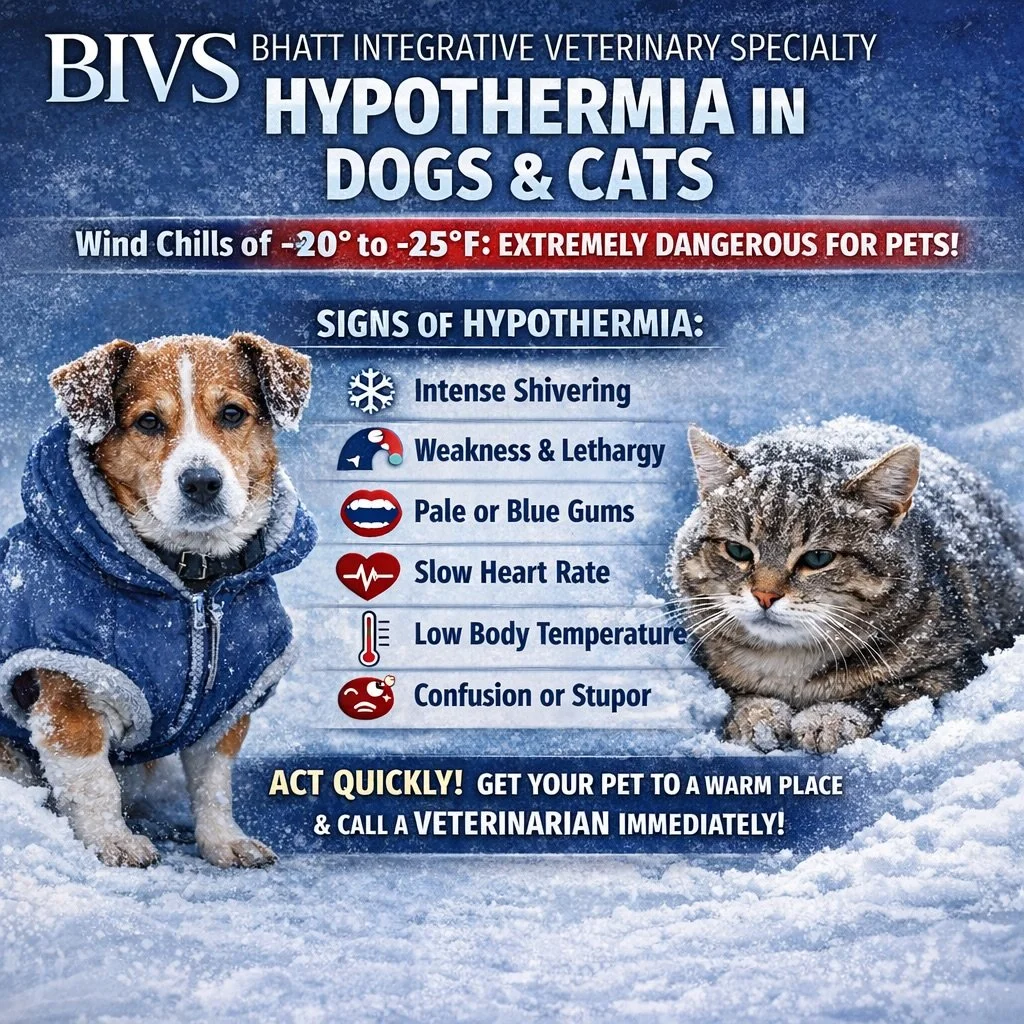 PSA: CHICAGOLAND COLD WEATHER WARNING FOR YOU AND YOUR PETS!

Freezing weather affects dogs and cats faster than most people expect.

Today&rsquo;s wind chills are as low as 20 to 30 below zero across much of Illinois. At these temperatures, heat los