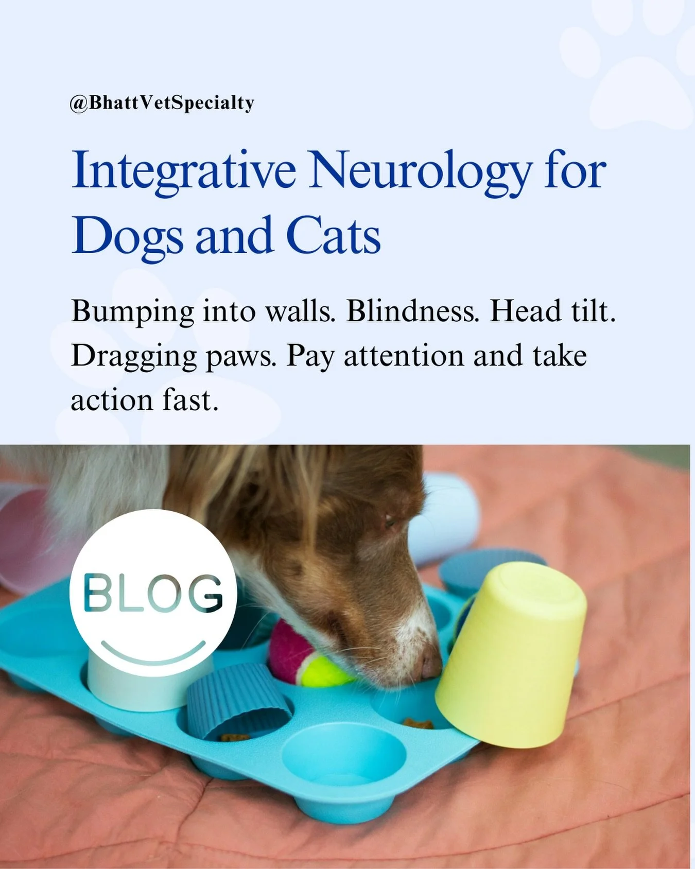 When neurological issues happen in dogs or cats, there are certain signs you need to pay attention to.

Before she found us on Google, one of our clients noticed her dog bumping into things. Then her dog seemed to go blind really quickly. She thought