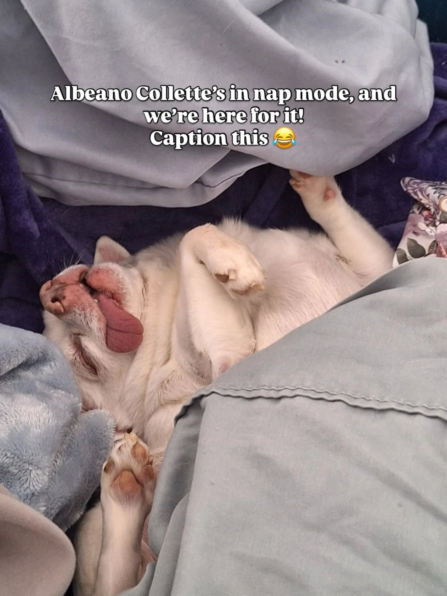 There is napping&hellip; and then there&rsquo;s this!
Maybe yoga? Maybe upward dog? Maybe pretzel dog with the cutest blep? 
Send Albeano Collette your best caption 🤣

#dogsoﬁnstagram #funnydog #weloveourpatients