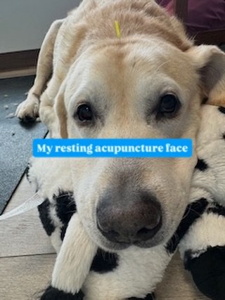 Luck Leonard, calm and comfortable during his acupuncture session.

This is advanced veterinary acupuncture, not a trend and not a spa add on.

Dr. Bhatt practices specialized acupuncture rooted in TCVM, Traditional Chinese Veterinary Medicine. Every