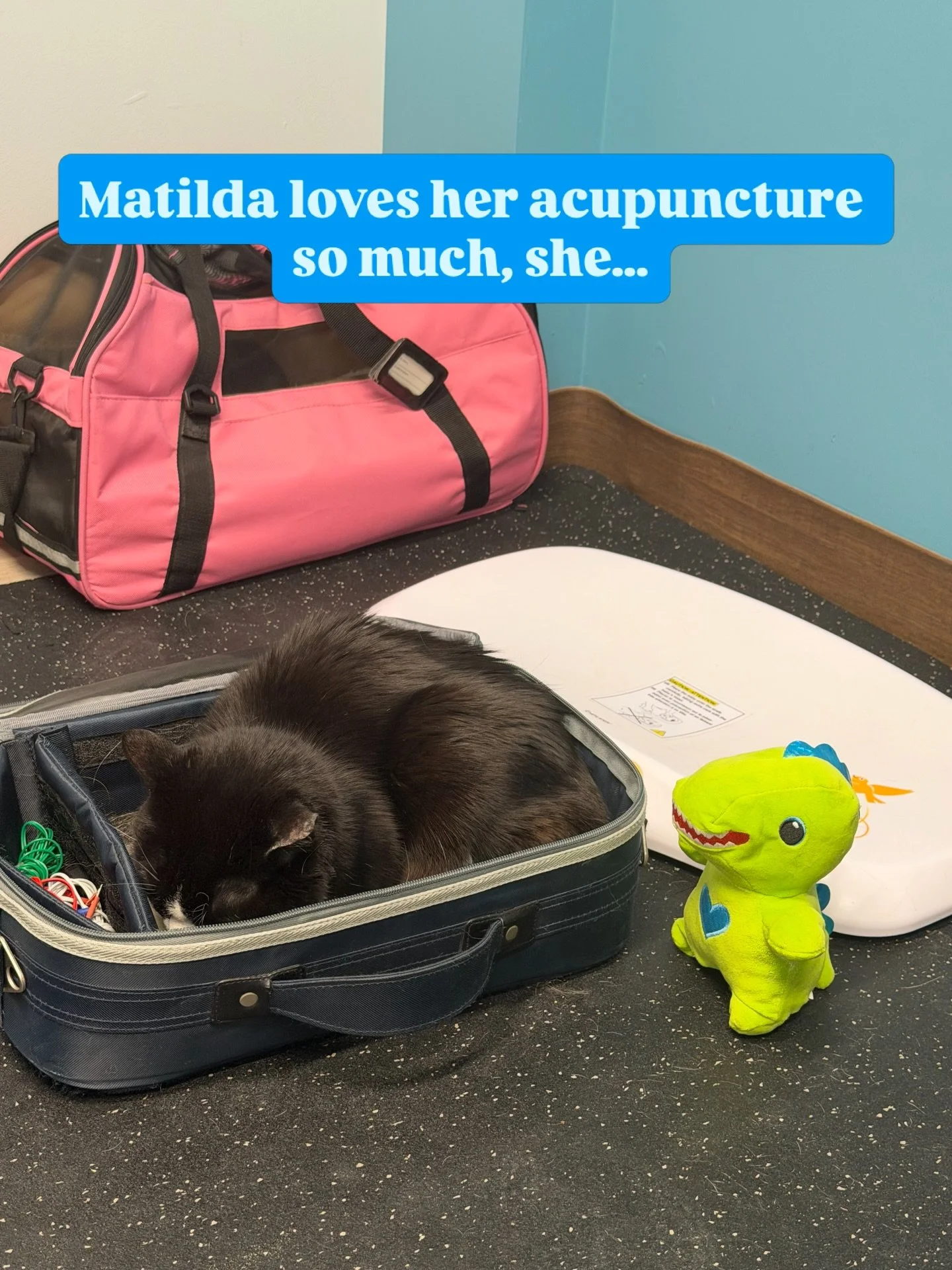 Decides to move in to the acupuncture case! If it fits, it sits, ammiright?

Now, we have to figure out if this is a &ldquo;total take over and move in attempt&rdquo;, or a &ldquo;trying it on for size&rdquo; situation. Her Dino is trying to assist w