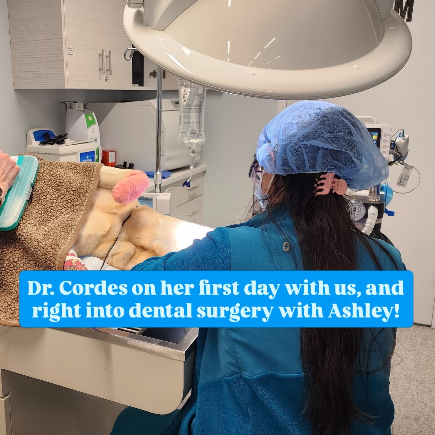 First day with us. And yes&hellip; it involved teeth.

Dr. Cely Cordes in da house! She has started treating patients at Bhatt Integrative Veterinary Specialty. 

One of Dr. Cordes&rsquo; passions in veterinary medicine is dentistry, and she did not 