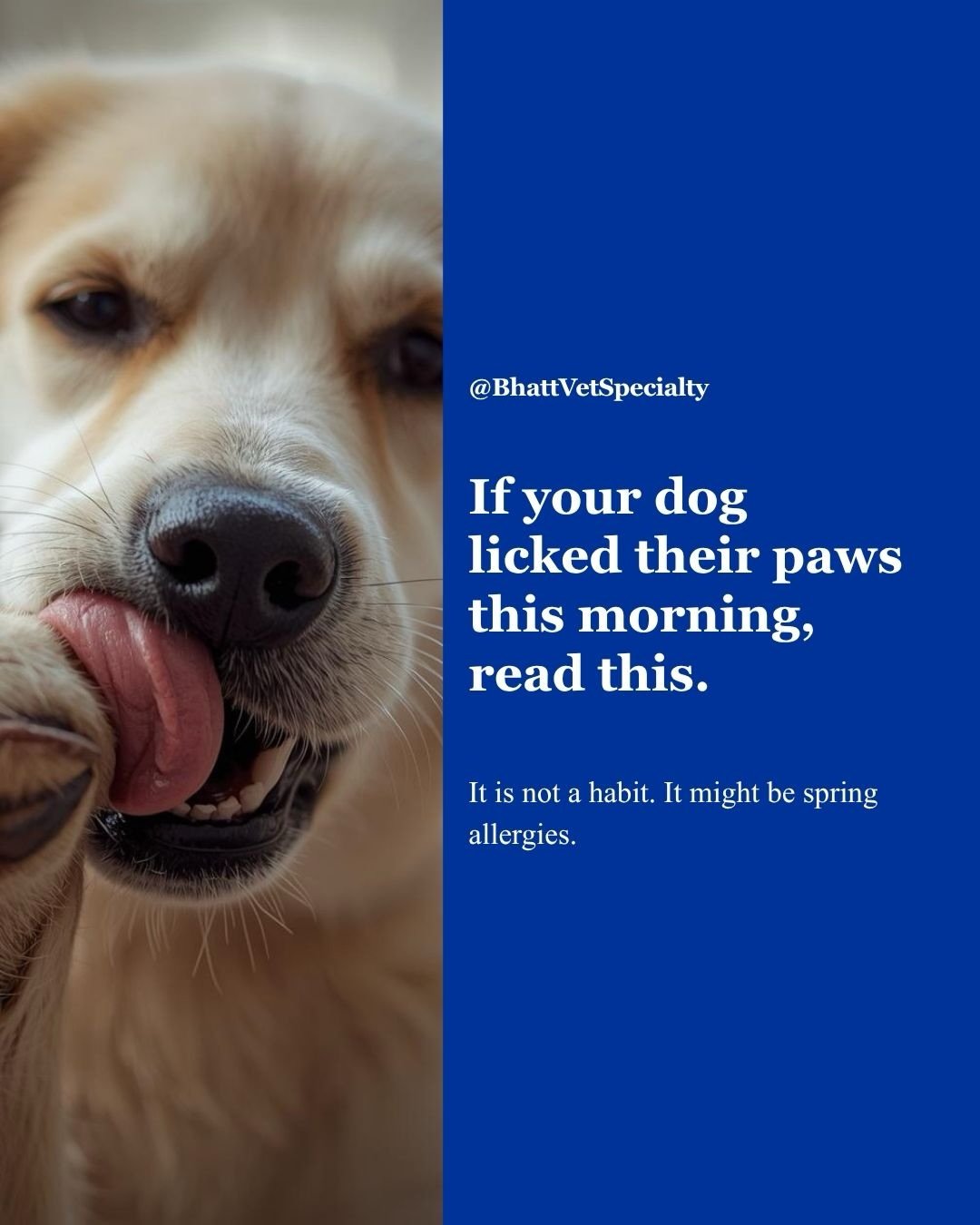 Your dog licked their paws incessantly. Your cat won&rsquo;t stop scratching their ears. Spring just started, and it&rsquo;s probably not a coincidence.

Seasonal allergies in pets don&rsquo;t look like human allergies. There&rsquo;s no sneezing, no 