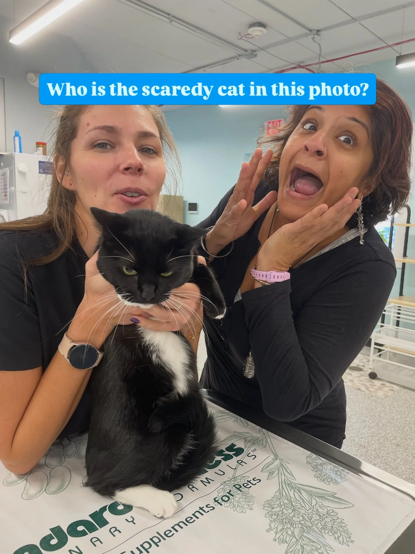 Plot twist: the doctor was more scared than the cat. 😂

Once upon a time, there was a feline patient who was opinionated and hissed...

Ashley held steady. Dr. Bhatt fully jumpscared. And this tuxedo cat sat there like, &ldquo;Hooman, I am a BOSS!&r