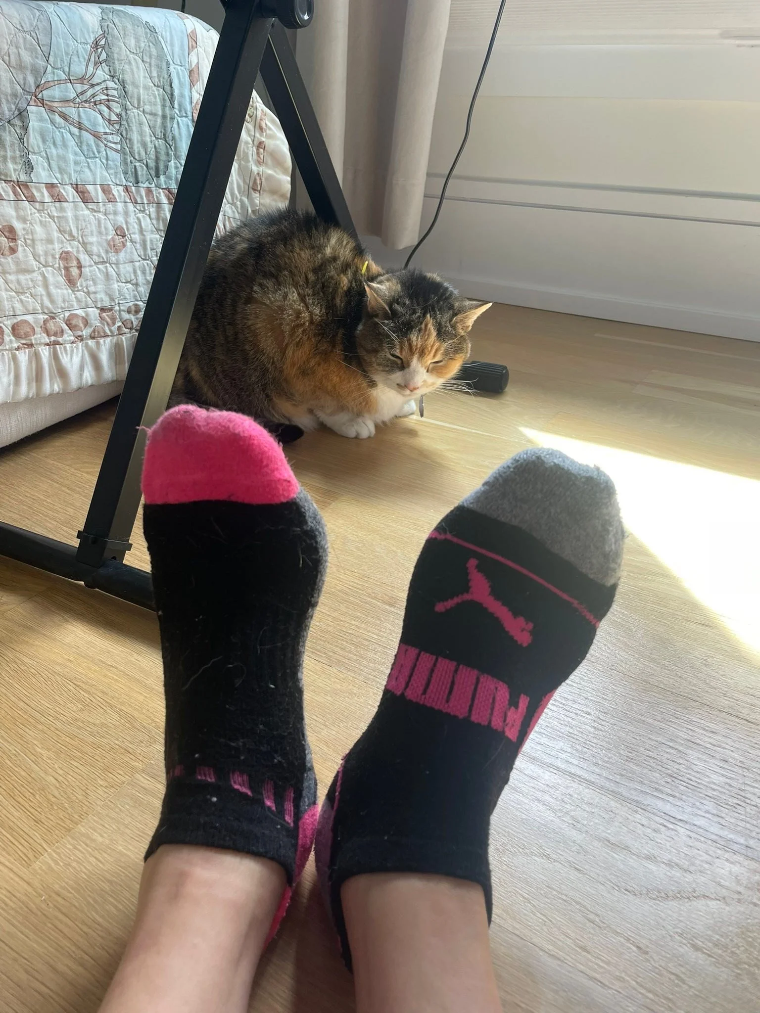 Starting the Monday morning oddly balanced. Giving tribute to Arya Animal Acupuncture by treating my patient in her home while Dr. Cordes hold down the fort in the clinic! 
Notice anything odd??? I have 2 different socks on!!! 🤦🏽&zwj;♀️
But Chinois