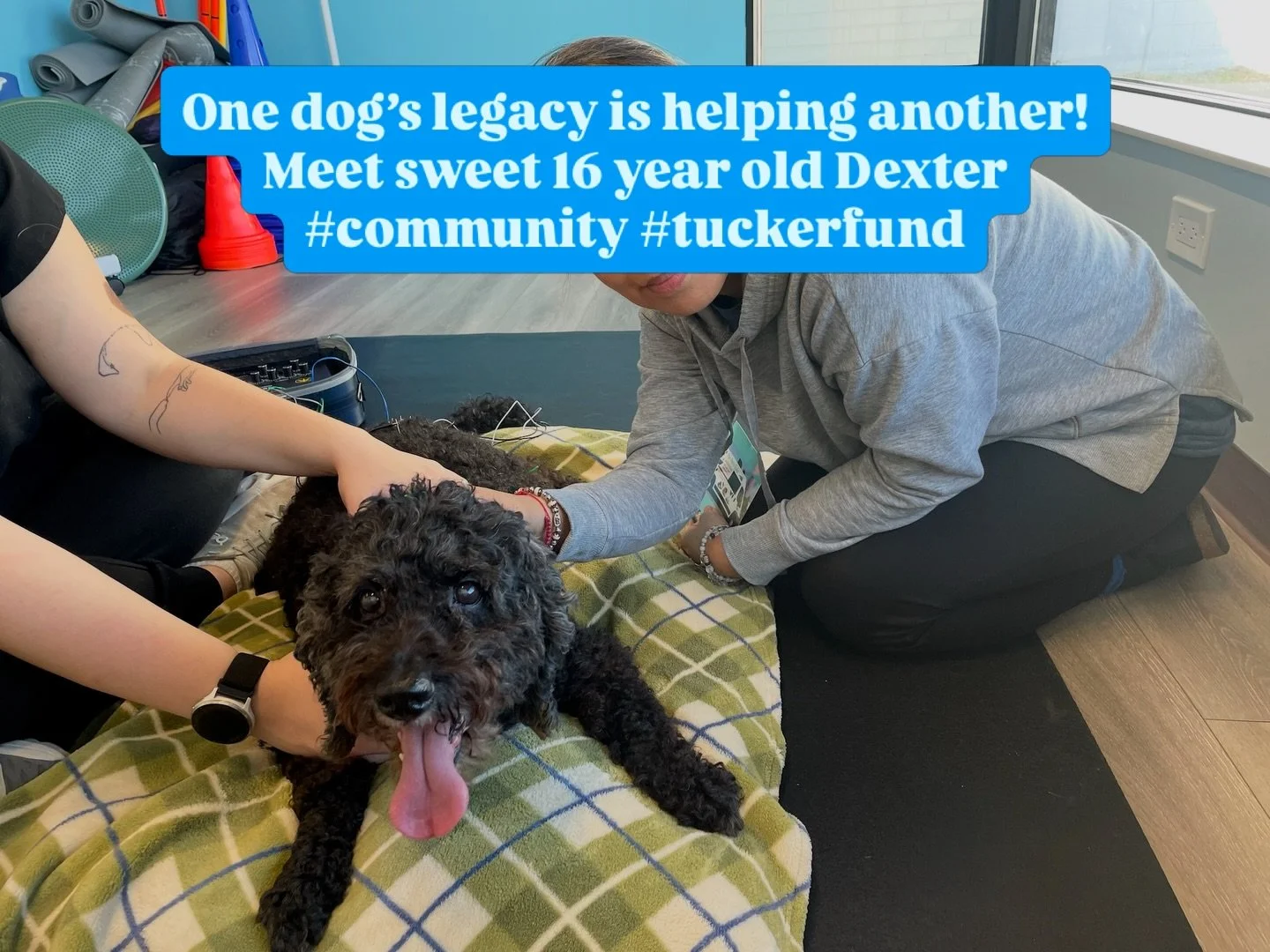 Meet Dexter. 16 years old, cuddle bug, tongue out happiness. Absolute legend.

Dexter is the first patient at BIVS to receive care through the Tucker Fund. It was established by one of our most dedicated clients and named after their beloved Wheaten 