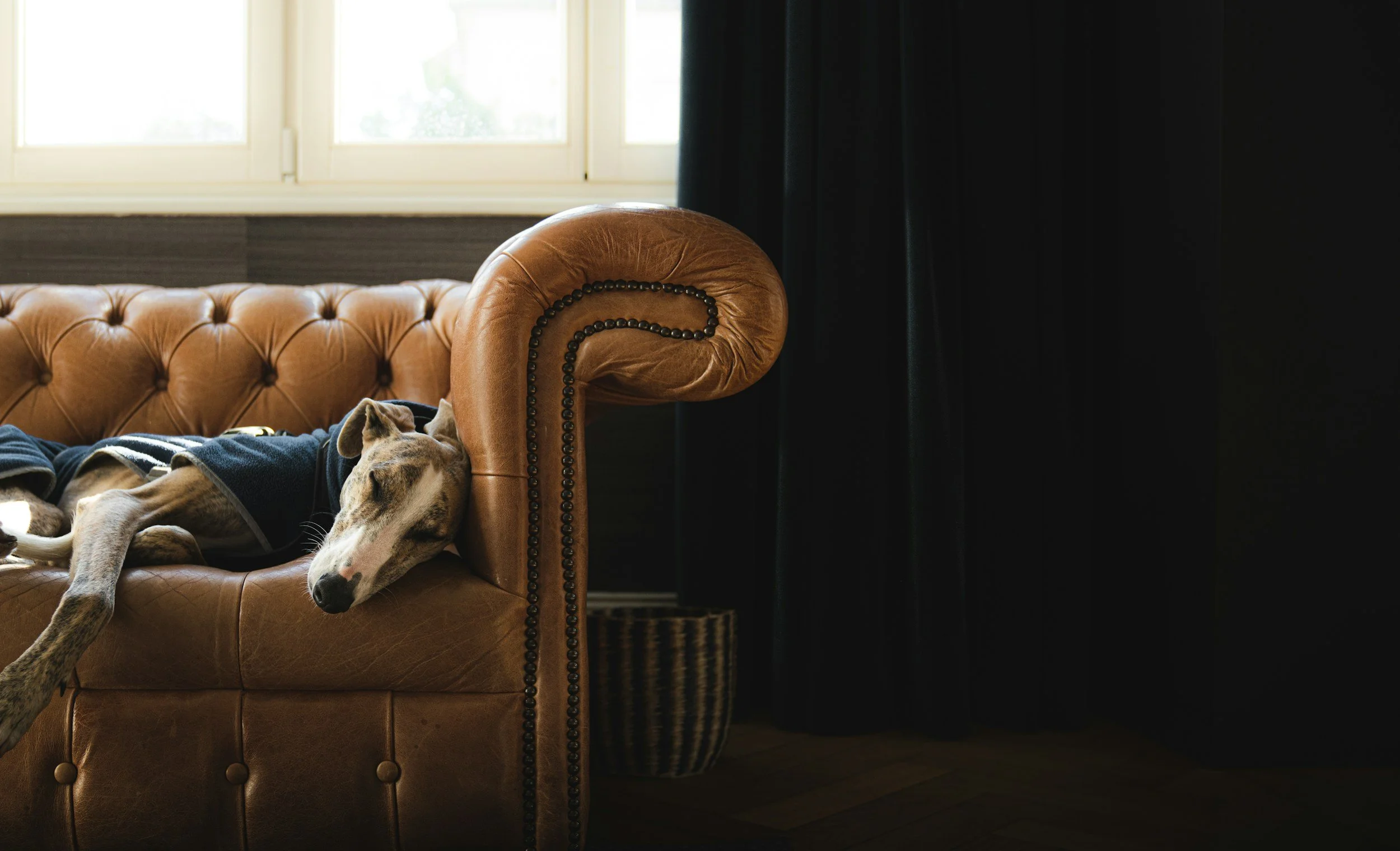Dog resting after cancer treatment