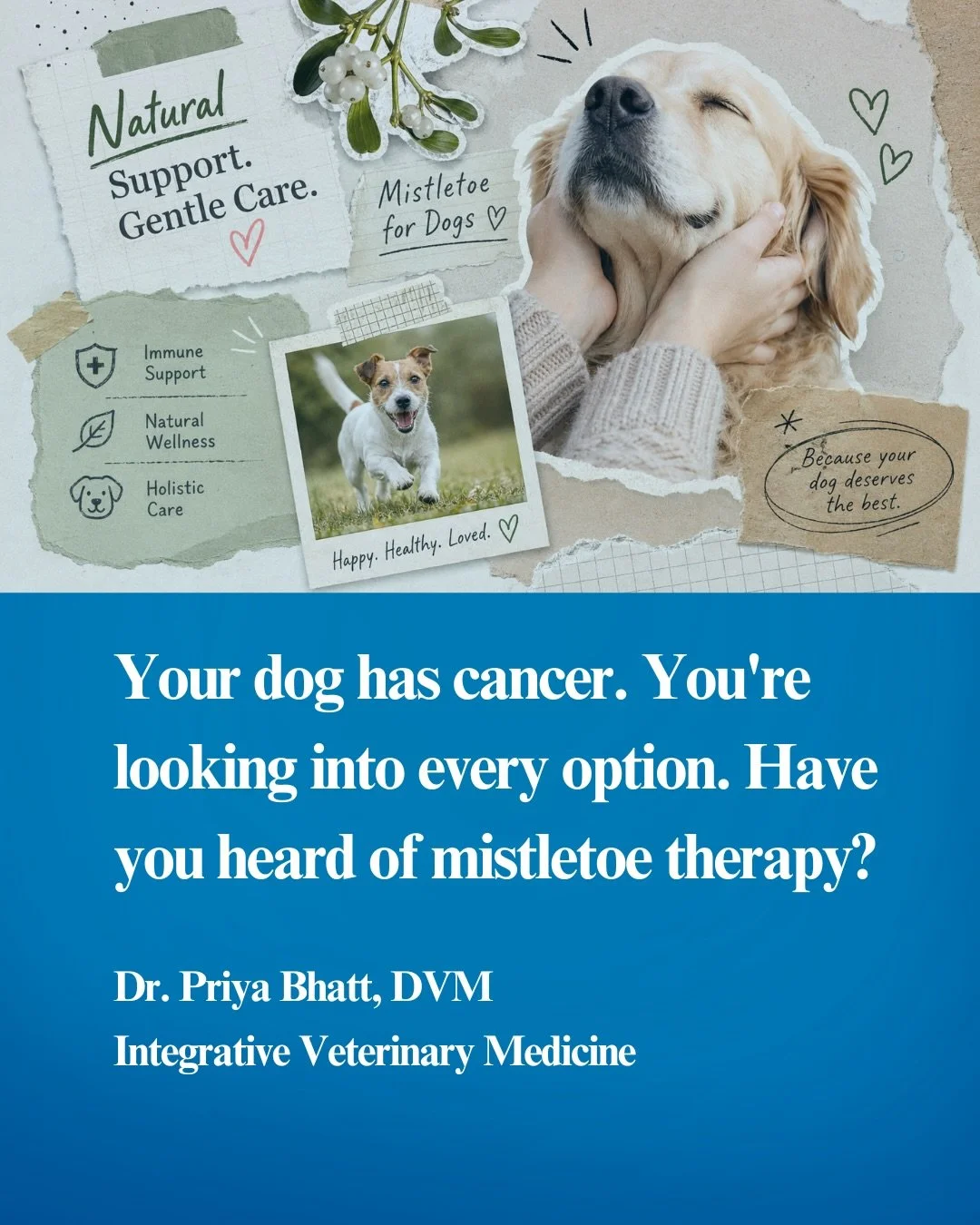 Most pet parents never find out mistletoe therapy exists until they&rsquo;ve already exhausted every other option. That&rsquo;s a problem we want to fix.

Swipe to see what the research actually shows about Viscum album in canine cancer care, includi