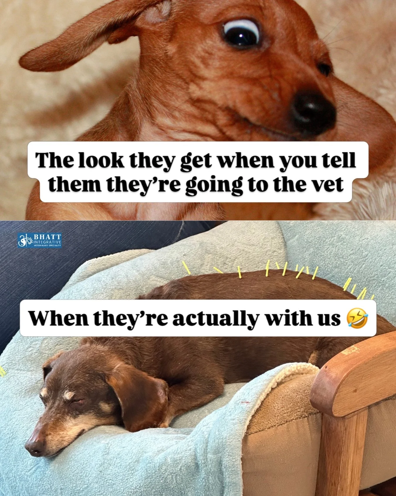 Little do they know&hellip; pain relief, a nice nap, and happiness are just a car ride away 😁🐾❤️

#vetlove #weloveourpatients #bhattvetspecialty #chicago #veterinarian