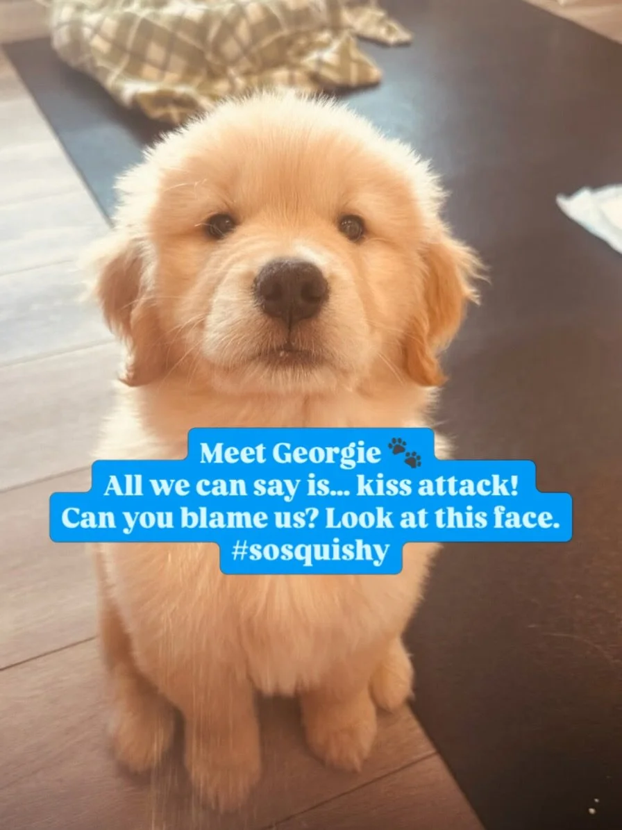 Meet Georgie. 🐾

New puppy patient alert, and yes, we absolutely melted.

This little munchkin came in Monday for her very first visit with Dr. Cordes and the team. There were a lot of awwws. There were kisses. We are not sorry about any of it.

We 