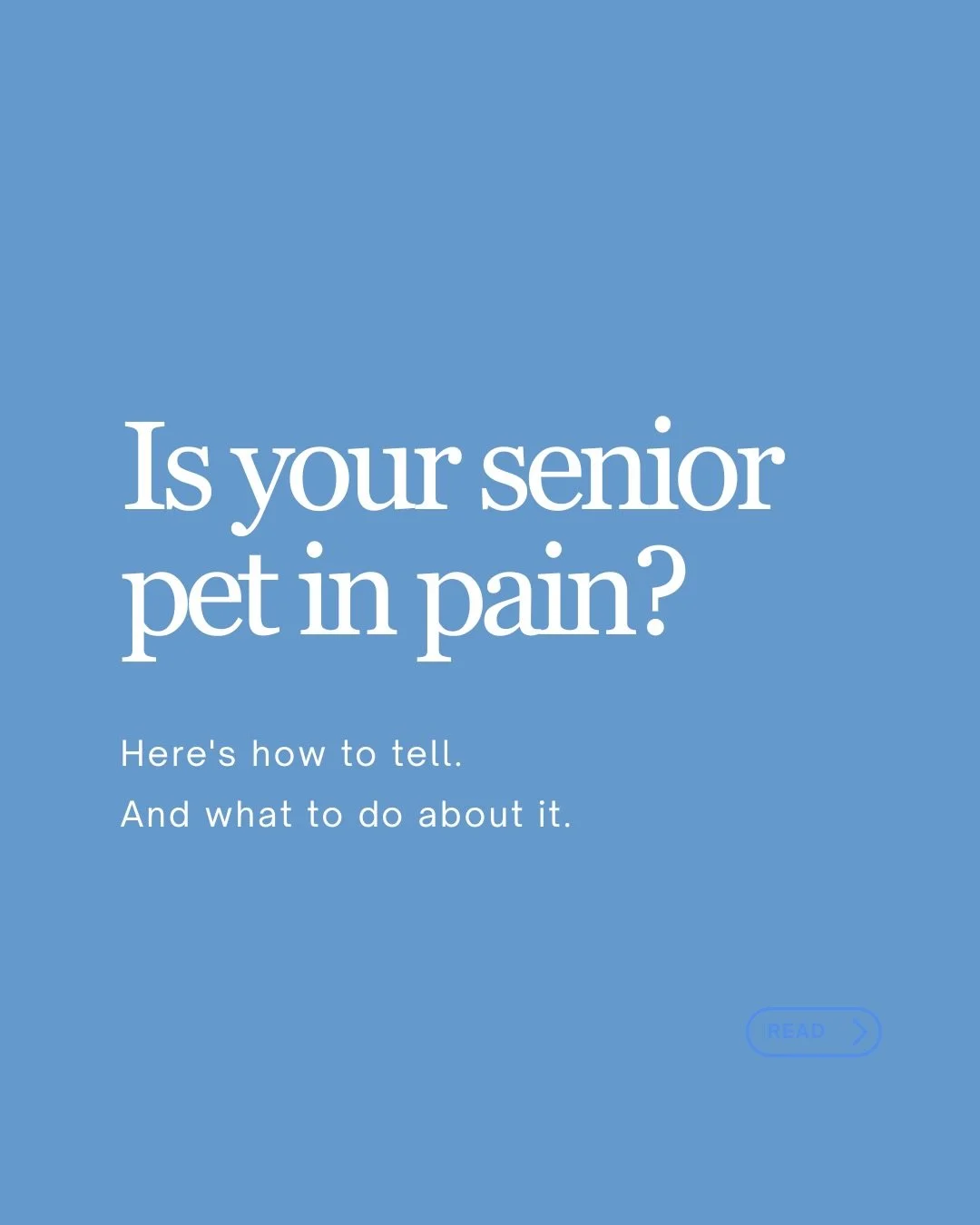 Arthritis is one of the most common conditions in senior dogs and cats, and most pet parents miss the early signs because pets hide pain quietly. This carousel walks you through what to watch for, how to check your pet&rsquo;s body condition at home 