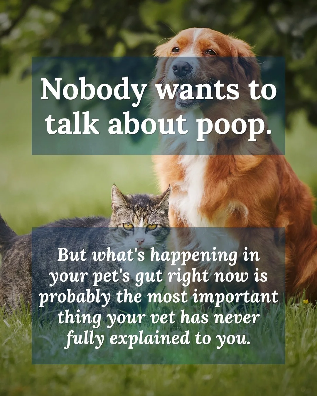 Nobody wants to talk about poop. But your pet&rsquo;s gut health might be the most important conversation you are not having.

The gut controls immunity, skin health, energy, mood and behavior. In Traditional Chinese Veterinary Medicine the Spleen an