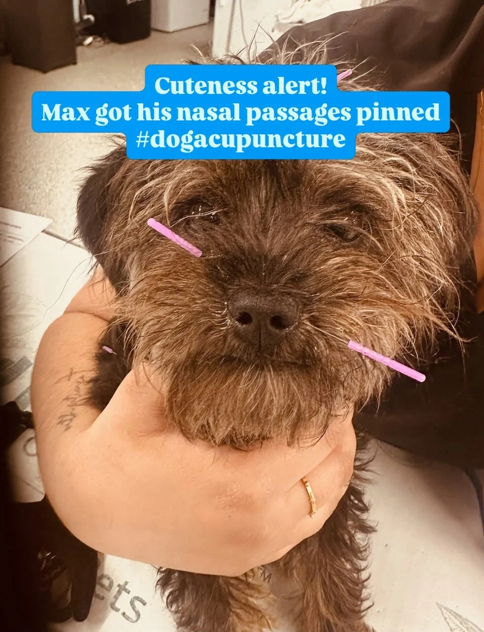 Okay, so first things first&hellip; CUTENESS ALERT! 

Now that we got that out of the way, also DOGGO ACUPUNCTURE!

Meet Max. 🐾

This little guy has been dealing with a chronic cough for way too long, and we are rooting for him so hard.

That&rsquo;