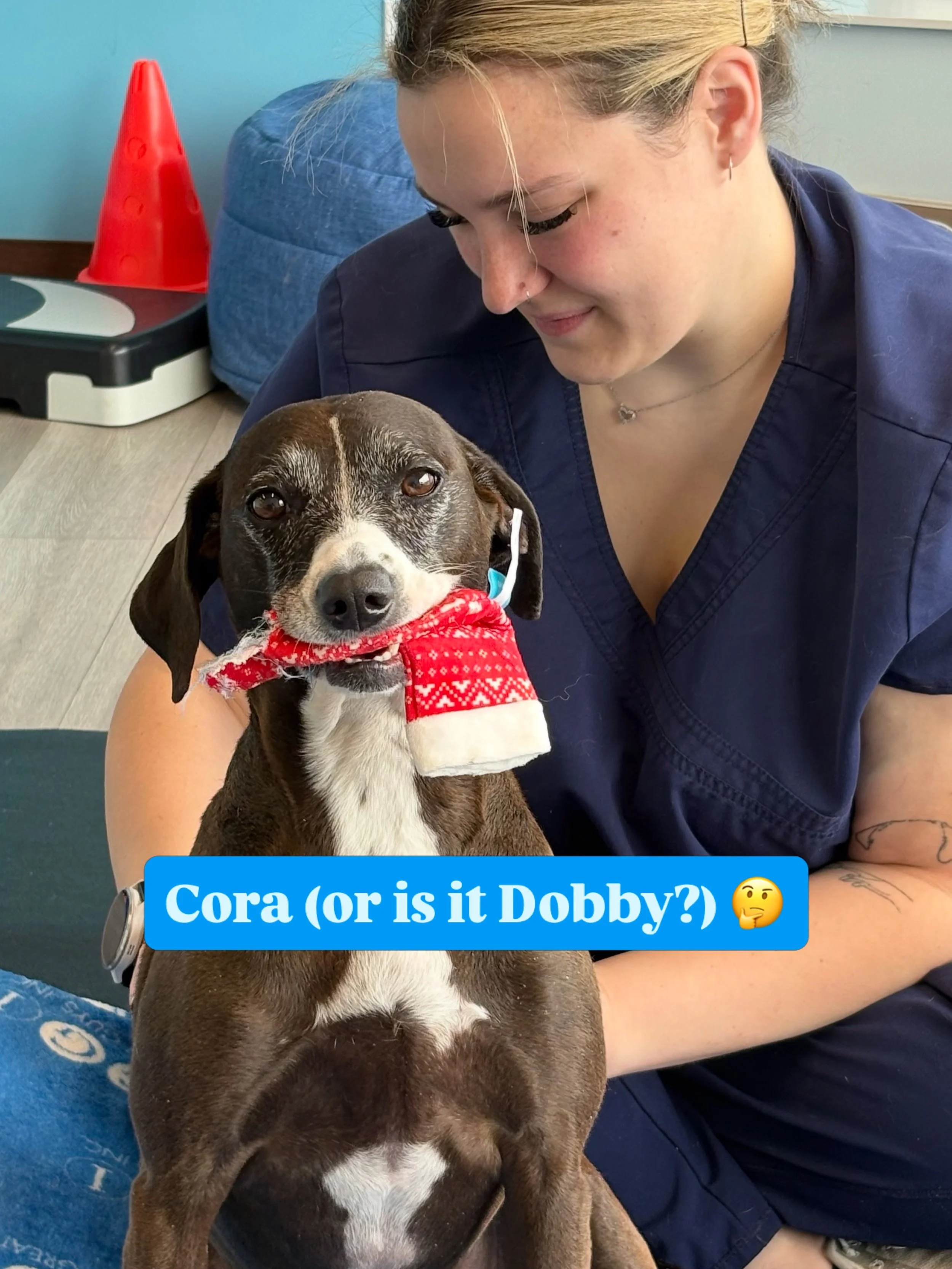 &ldquo;Cora&rdquo; visited us at BIVS and we gave her a sock (we suspect some Dobby business is afoot)! Tori is investigating (and sneaking in some cuddles).
Freedom to great health? Why yes. Yes it is.
😁
Isn&rsquo;t she adorable? We love our jobs. 